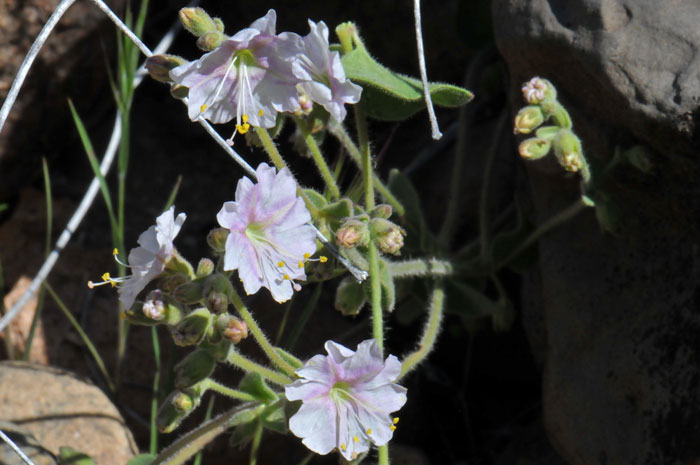 Mirabilis laevis, Desert Wishbone-bush